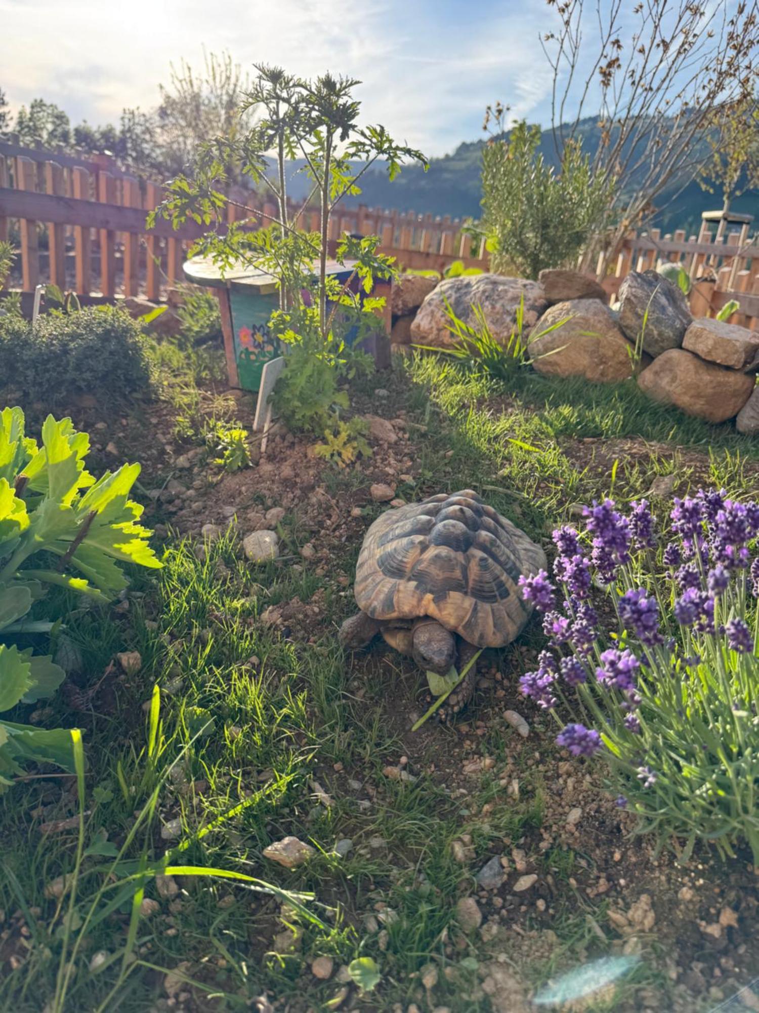 Mariengut - Natur Aparthotel Kramer ヴァークライン エクステリア 写真